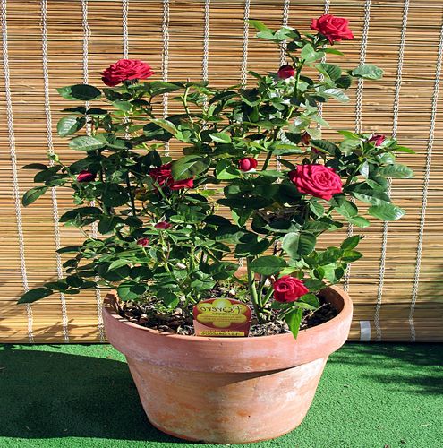 Roşu viu - Trandafir copac cu trunchi înalt - cu flori în buchet - coroană tufiș